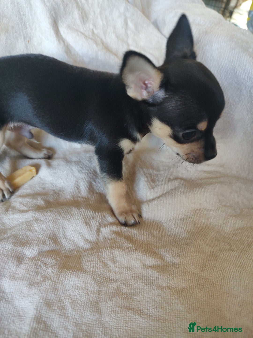 Chihuahua dogs for sale: Adorable Loving hand reared ready now Chihuahuas - Image 21