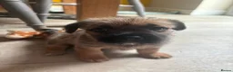 Mixed Breed dogs for sale: Mixed breed puppies looking for family homes - Advert 5
