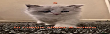 Ragdoll 3
