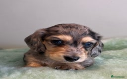 Miniature Dachshund dogs for sale: Miniature long hair dachshund  - Image 4