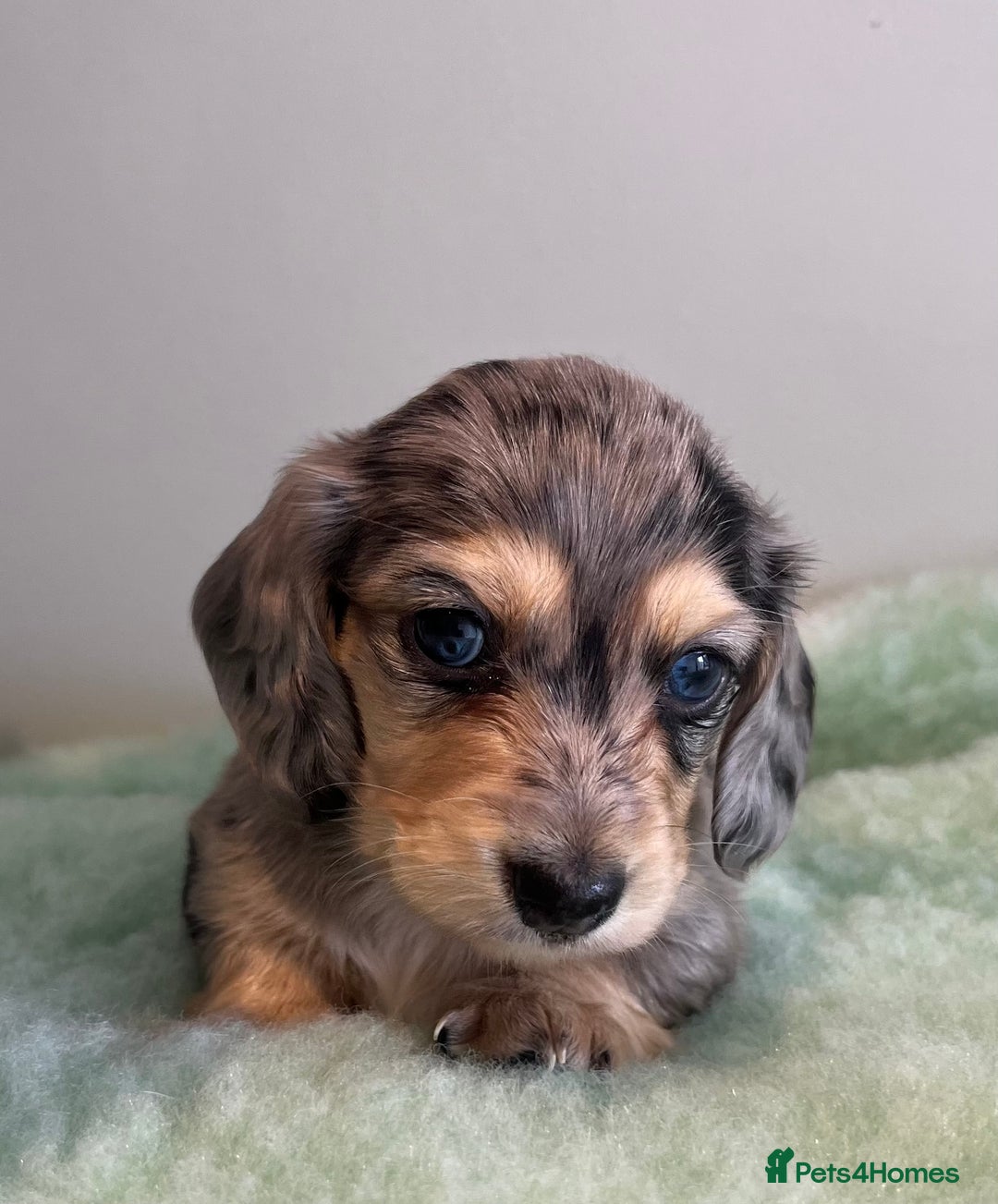 Miniature Dachshund dogs for sale: Miniature long hair dachshund  - Image 4
