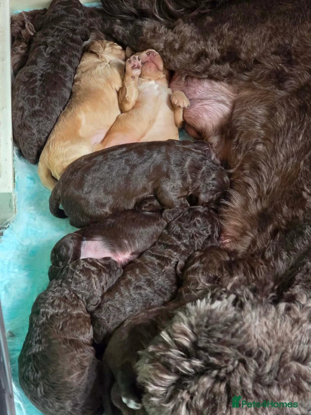 Australian Labradoodle dogs for sale: Gorgeous miniature labradoodle babies - Advert 9