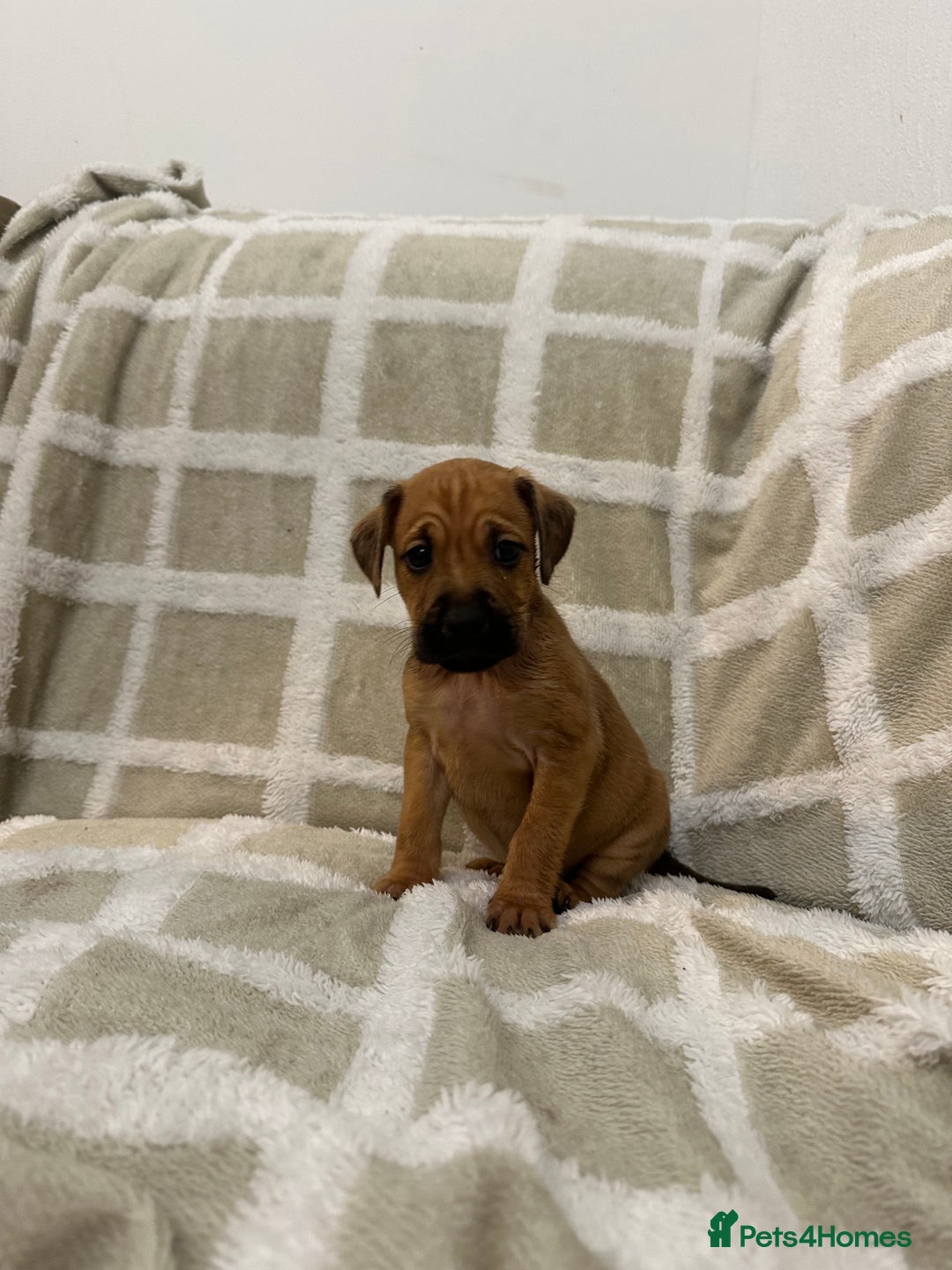 Mixed Breed dogs for sale: Beautiful Cocker spaniel mix puppies  - Advert 3