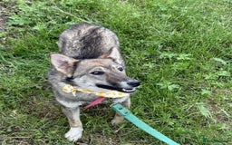 Mixed Breed dogs for adoption: 💖🐶 JOYA 🐶💖 - Image 12