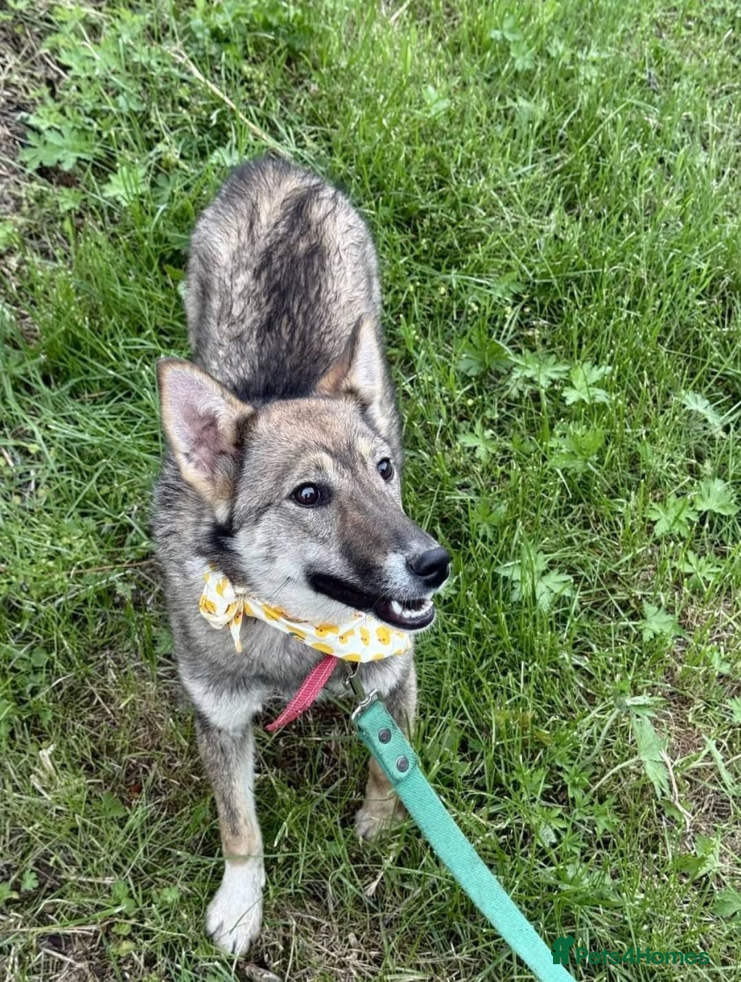 Mixed Breed dogs for adoption: 💖🐶 JOYA 🐶💖 - Image 12