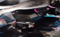 Siberian Husky dogs for sale: Husky  - Image 5