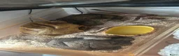 Corn Snake reptiles for sale: Male avalanche Tessera corn snake  in Milton Keynes - Advert 2