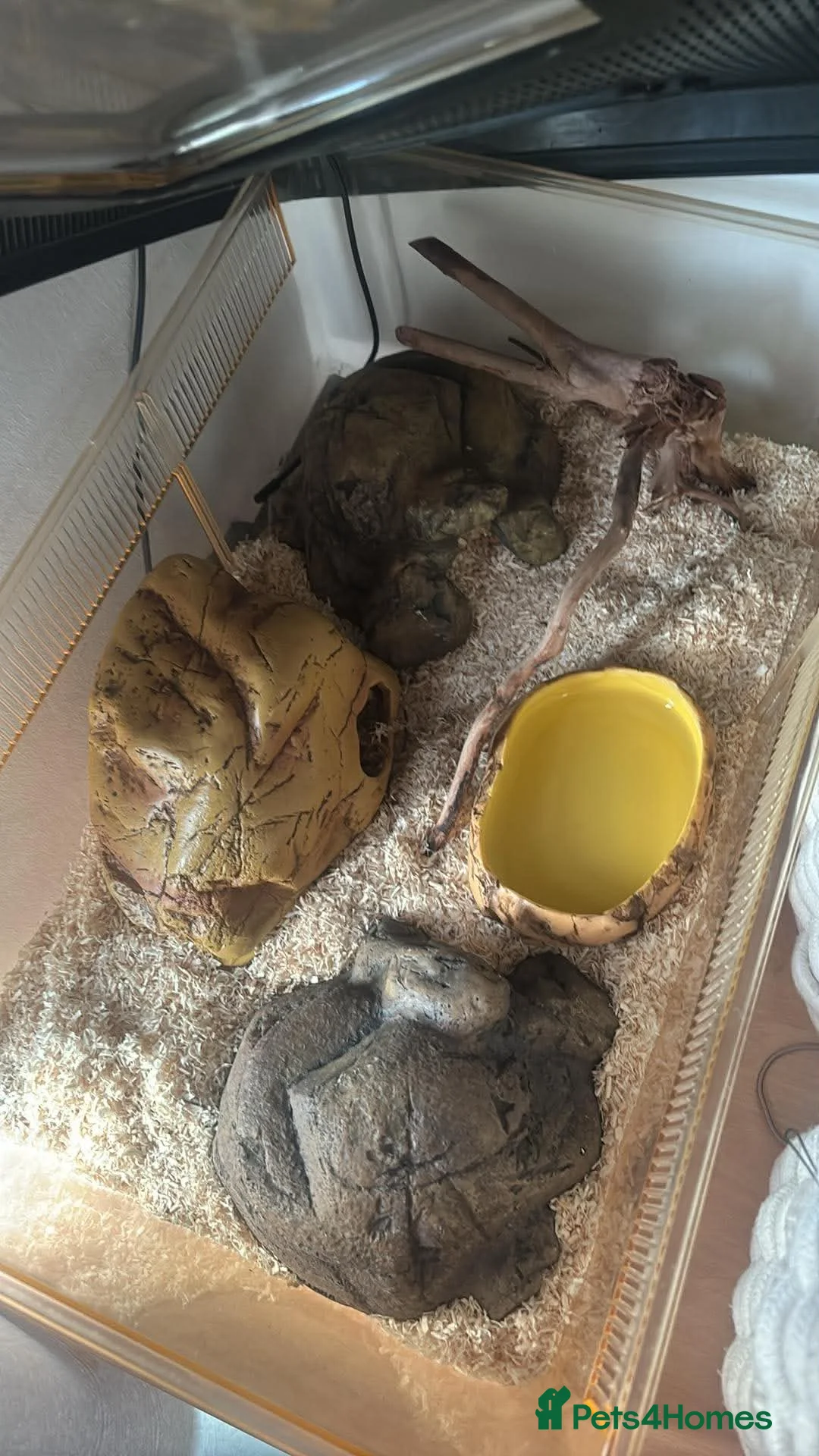 Corn Snake reptiles for sale: Male avalanche Tessera corn snake  in Milton Keynes - Advert 2