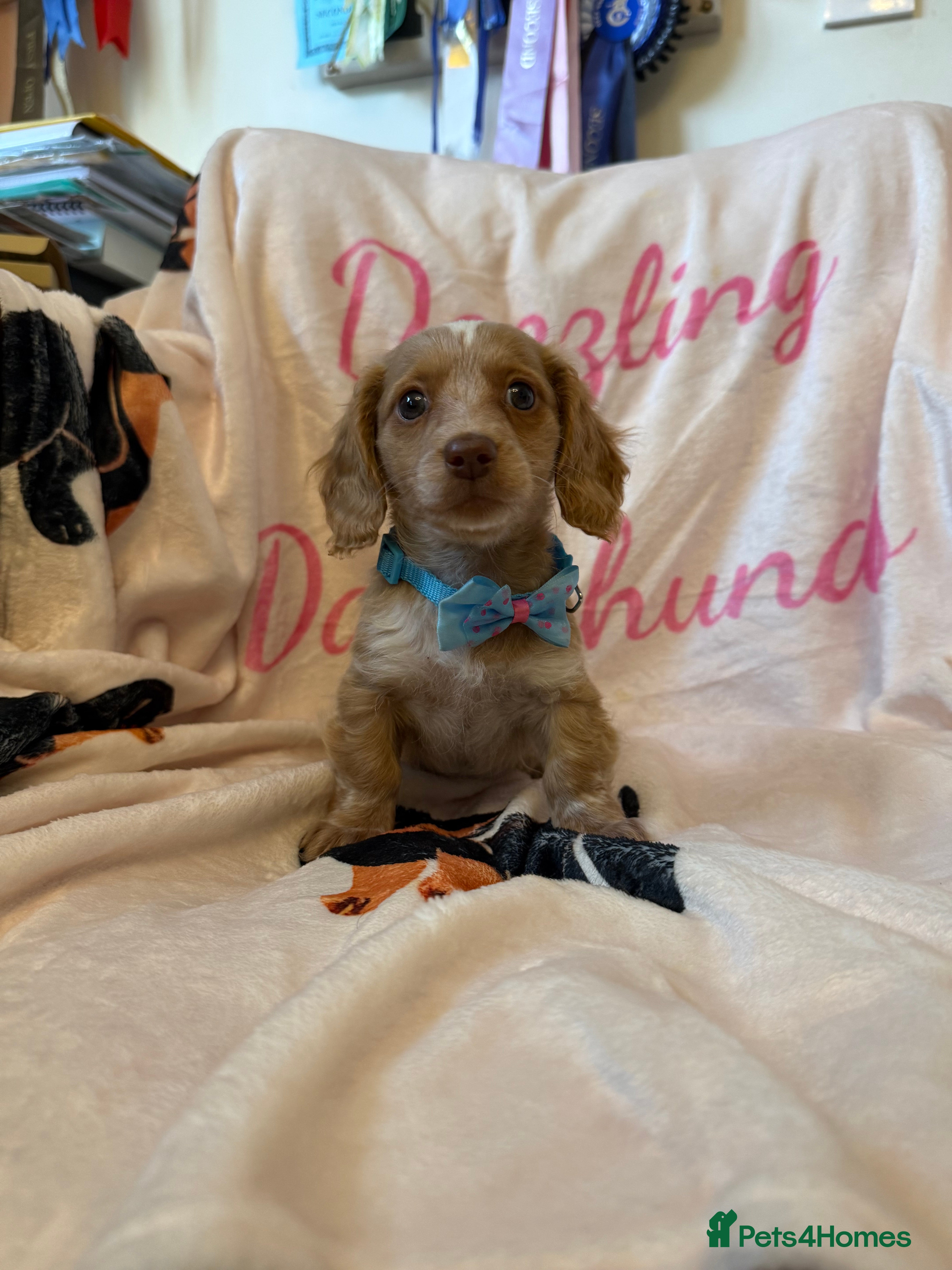 Miniature Dachshund dogs Stunning Longcoats 5 Star Reviews 5 Star Licensed - Advert 17