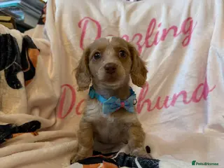 Miniature Dachshund dogs Stunning Longcoats 5 Star Reviews 5 Star Licensed - Advert 17