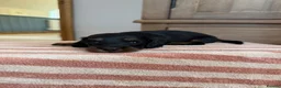 Miniature Dachshund dogs for sale: KC Long Haired Miniature Dachshund Puppies - Advert 30