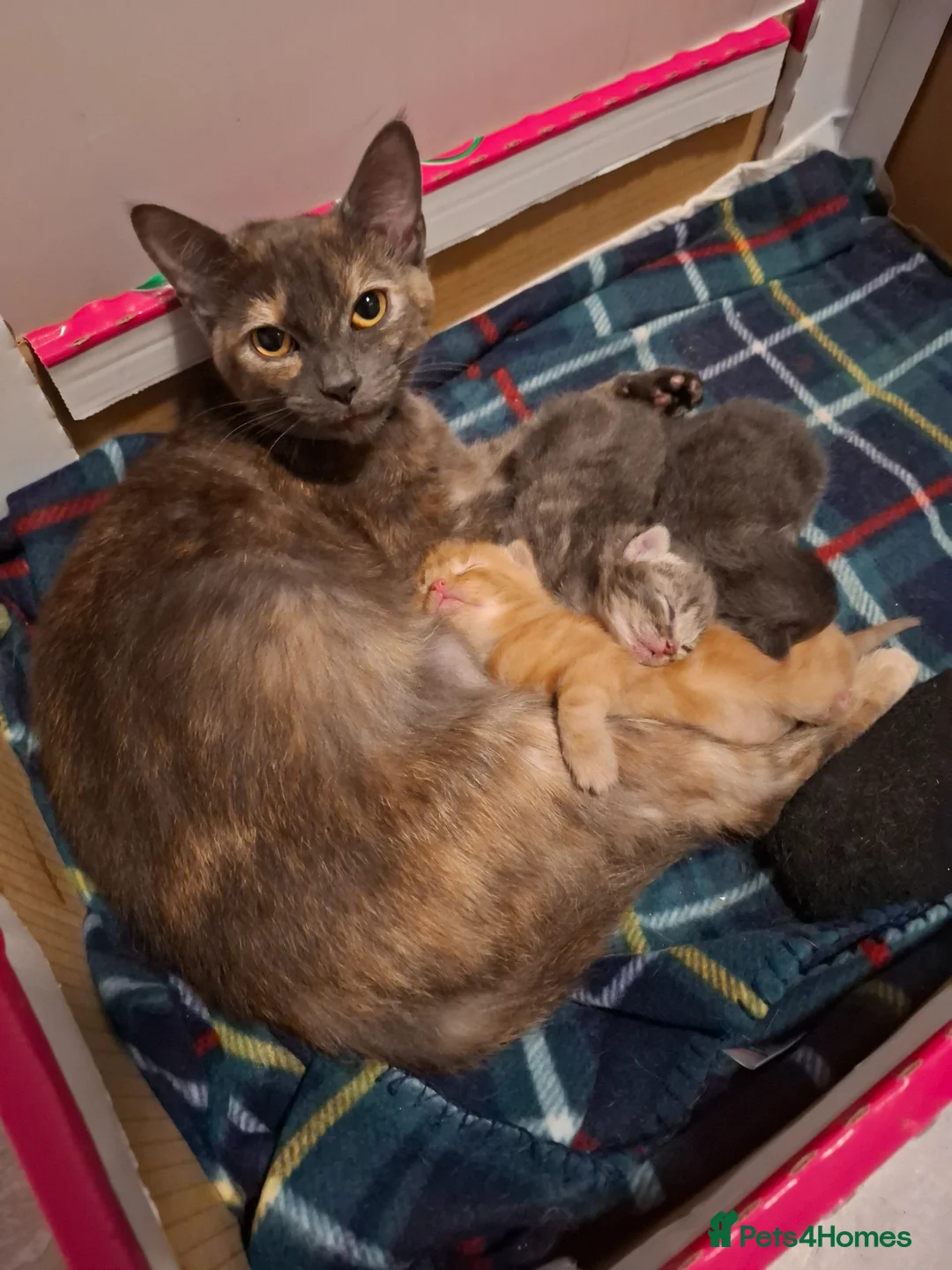 Mixed Breed cats for sale: 2 beautiful maincoone cross x mixed breed kittens  - Advert 2
