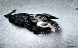Mixed Breed dogs for sale: Beagle x sproodle (flash) - Image 3