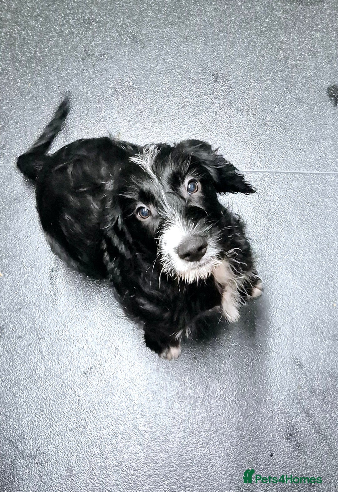 Mixed Breed dogs for sale: Beagle x sproodle (flash) - Image 3