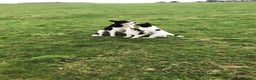 Border Collie dogs for sale: Border collie pups for sale  - Advert 7