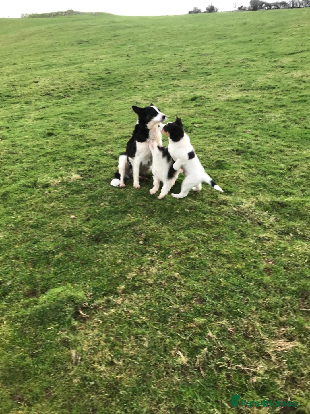 Border Collie dogs for sale: Border collie pups for sale  - Advert 7