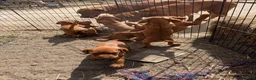 Hungarian Vizsla dogs for sale: Very friendly puppies  in Stroud - Advert 5
