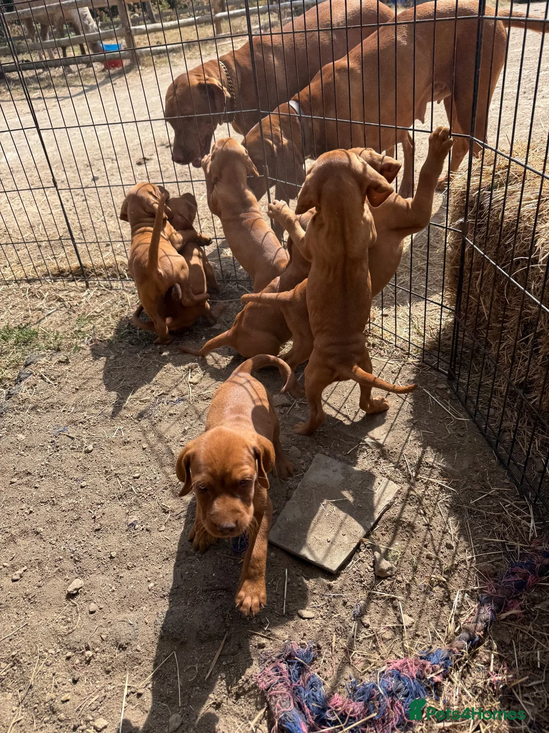 Hungarian Vizsla dogs for sale: Very friendly puppies  in Stroud - Advert 5