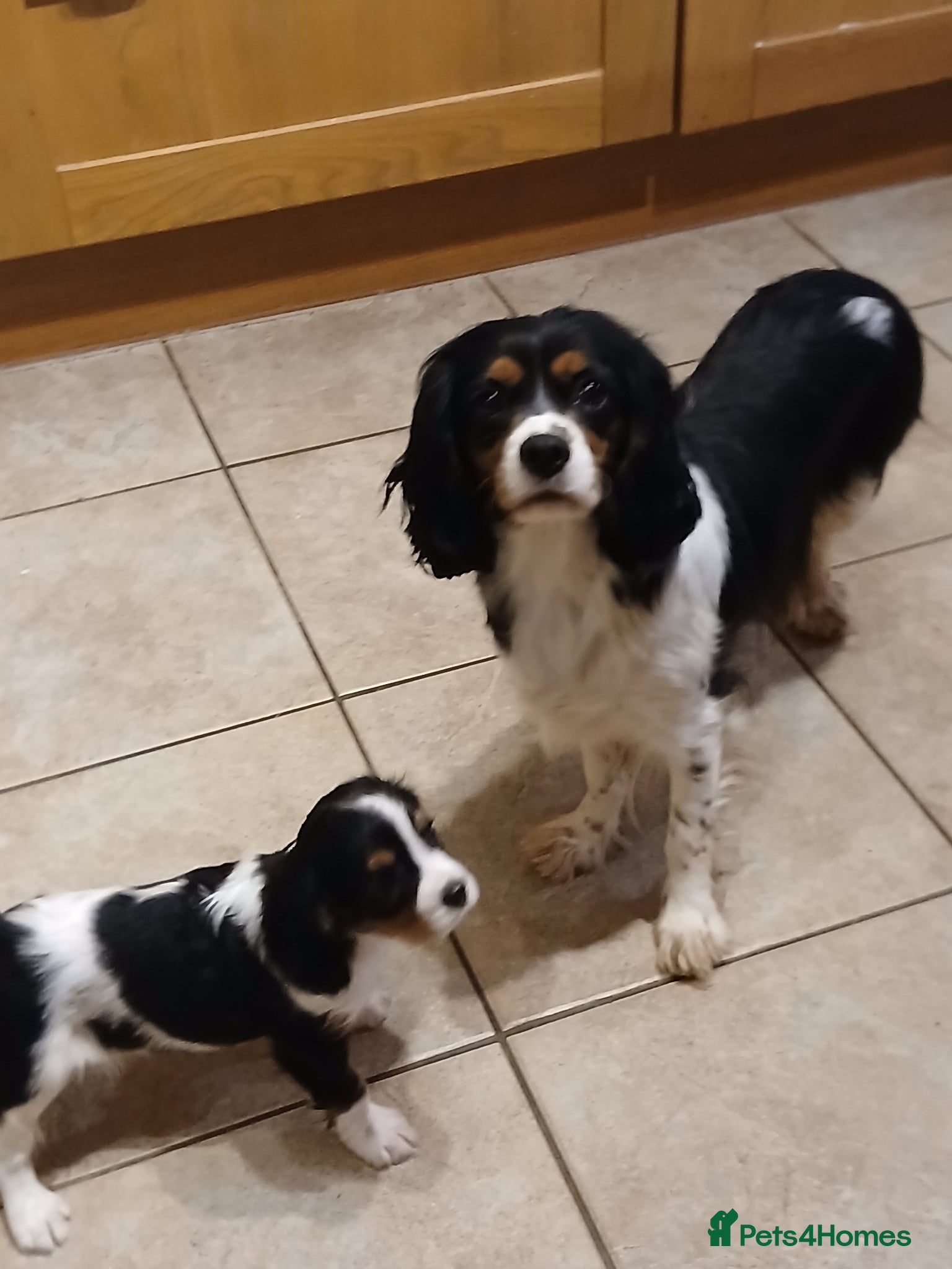 Cavalier King Charles Spaniel dogs Beautiful puppies - Advert 1