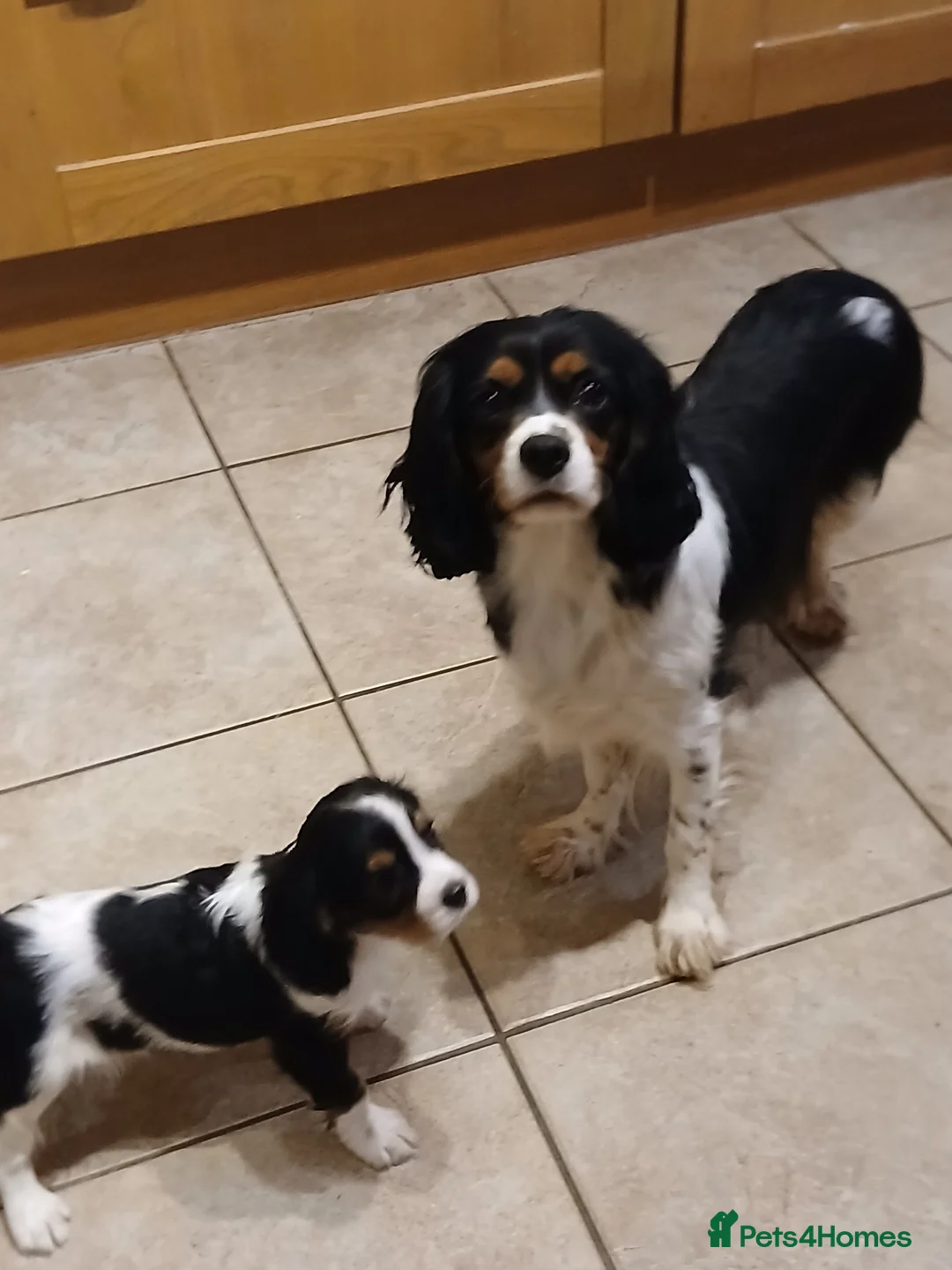 Cavalier King Charles Spaniel dogs for sale: Beautiful puppies - Advert 1