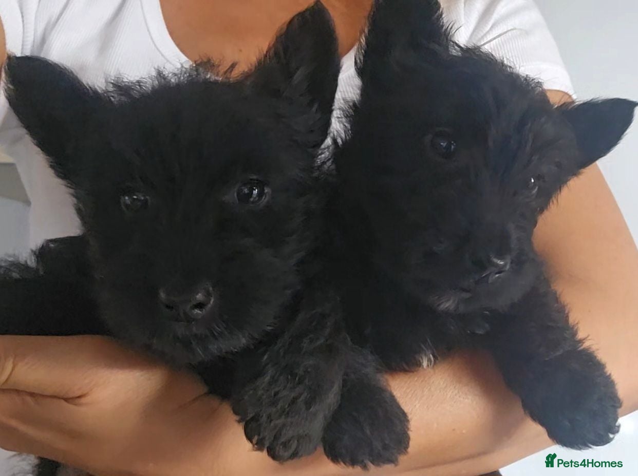 Scottish Terrier dogs Scottish terrier pups - Advert 1