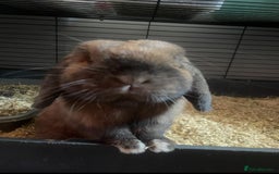 Mini Lop rabbits for sale: Mini lip male  - Image 2