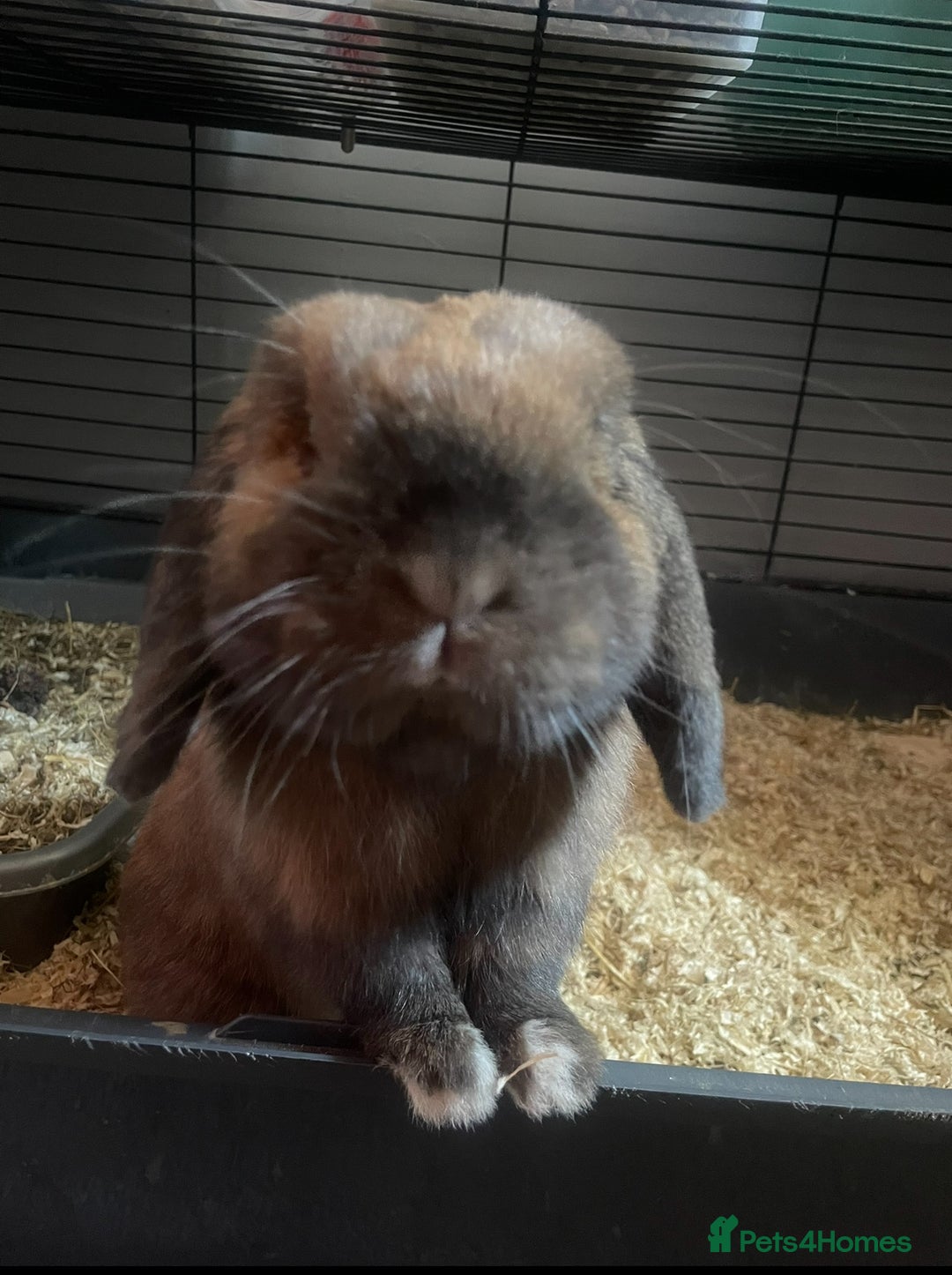 Mini Lop rabbits for sale: Mini lip male  - Image 2