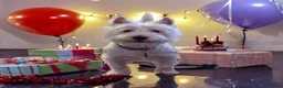West Highland Terrier dogs for stud: KC Registered West Highland White Terrier *STUD* - Advert 13