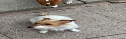 Jack Russell dogs for sale: Penny 1 year old Jack Russell female  - Advert 1