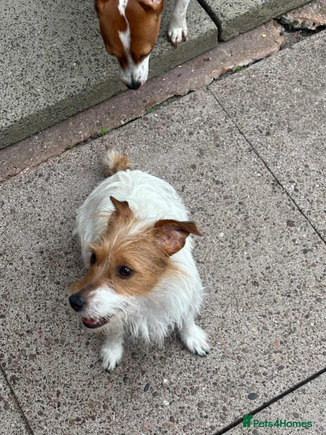 Jack Russell dogs for sale: Penny 1 year old Jack Russell female  - Advert 1