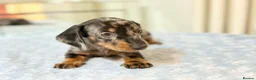 Miniature Dachshund dogs for sale: MINI DACHSHUND PUPPIES  - Advert 8