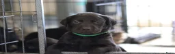 Labrador Retriever dogs for sale: KC Labrador - Traditional working  - Advert 10
