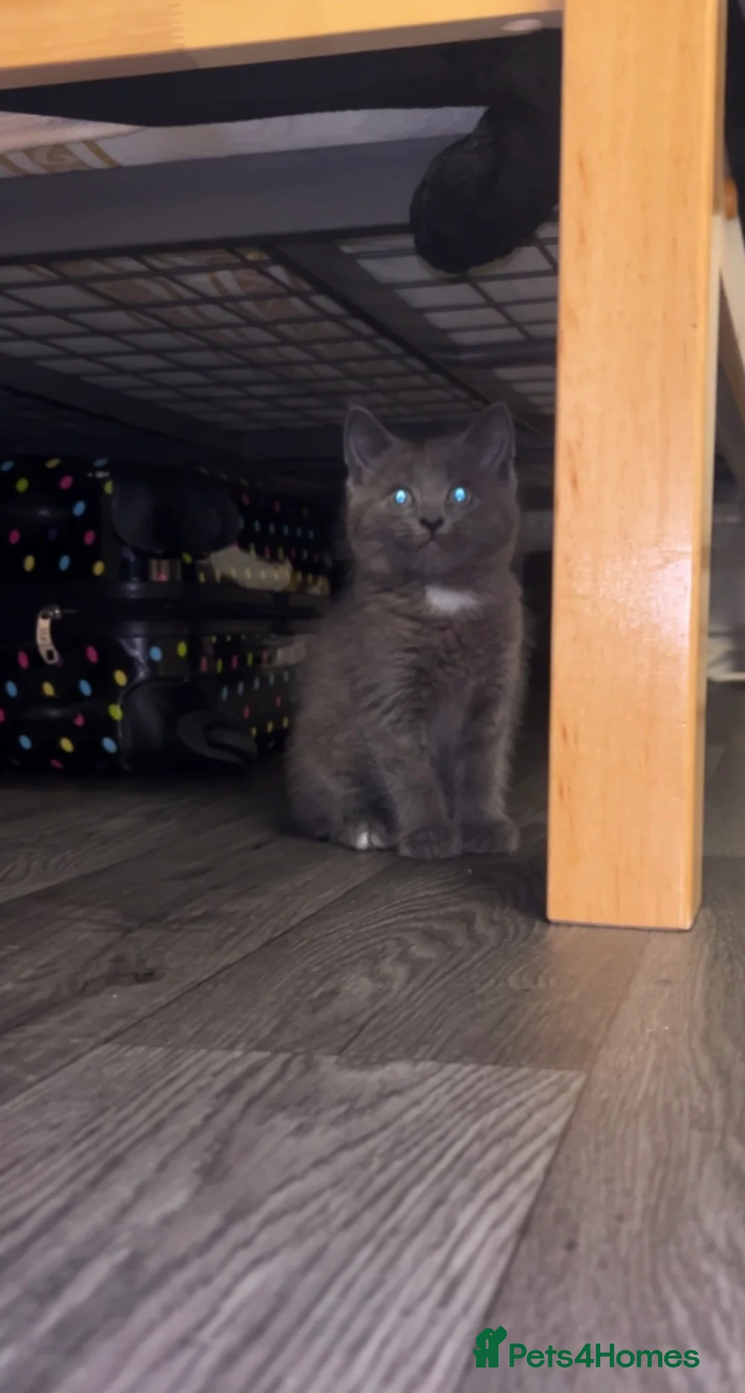 British Longhair cats for sale: Beautiful kitten  - Advert 2