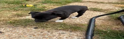 Whippet dogs for sale: Whippet cross  - Advert 7