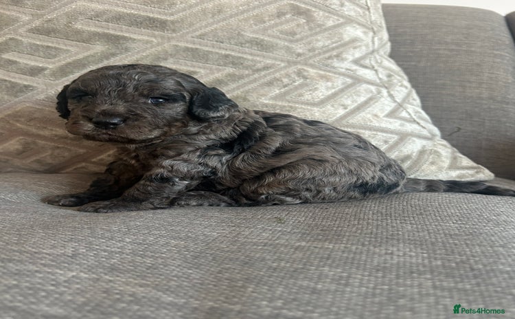 Cavapoo dogs - Advert 2