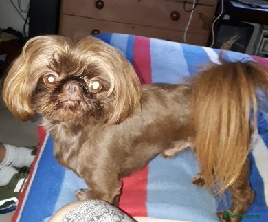 Shih Tzu dogs nonfading solid choc imp boy 2.2KG kc, in Crawley - Advert 2