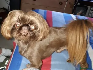 Shih Tzu dogs nonfading solid choc imp boy 2.2KG kc, in Crawley - Advert 1