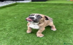 Cane Corso dogs for sale: Cane Corso Pups  - Image 8