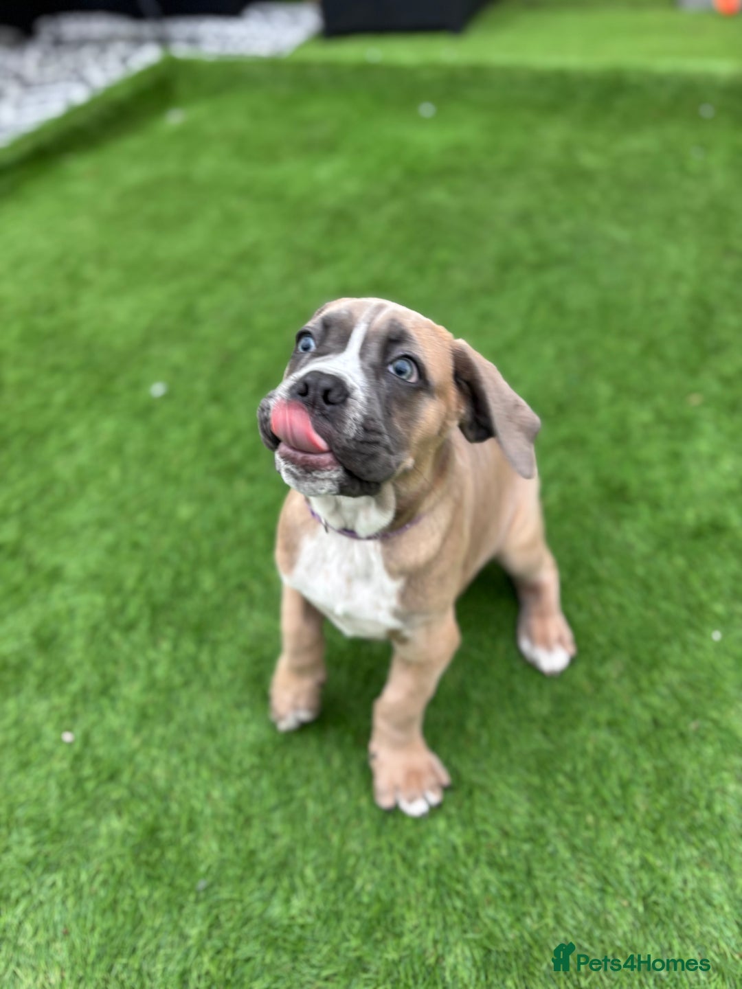 Cane Corso dogs for sale: Cane Corso Pups  - Image 8