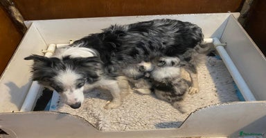 Border Collie dogs - Advert 13