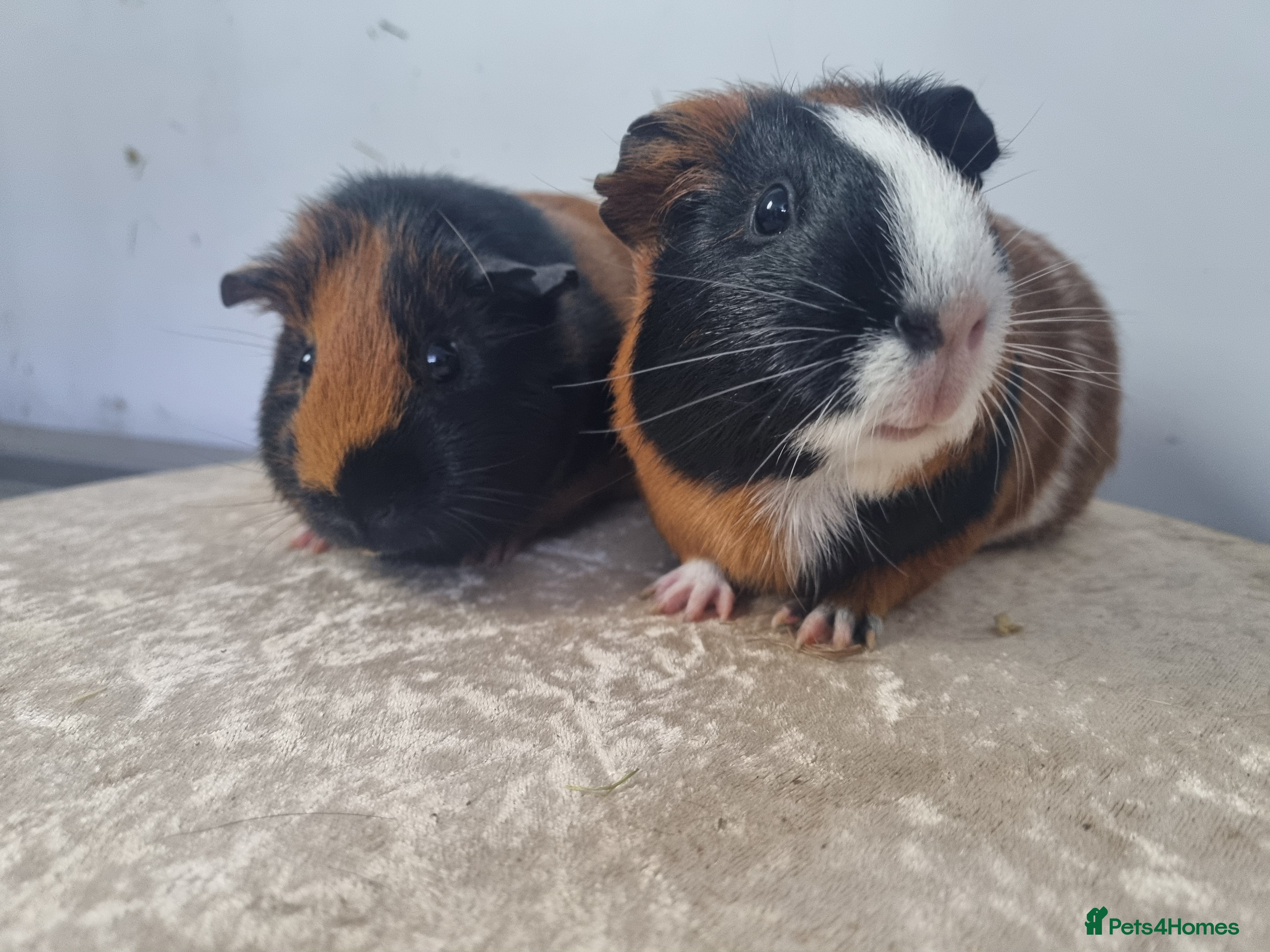 Guinea Pig rodents Pair of Female Guinea Pigs  - Advert 17