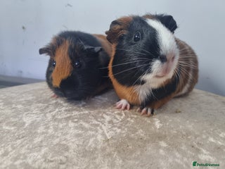 Guinea Pig rodents Pair of Female Guinea Pigs - Advert 17