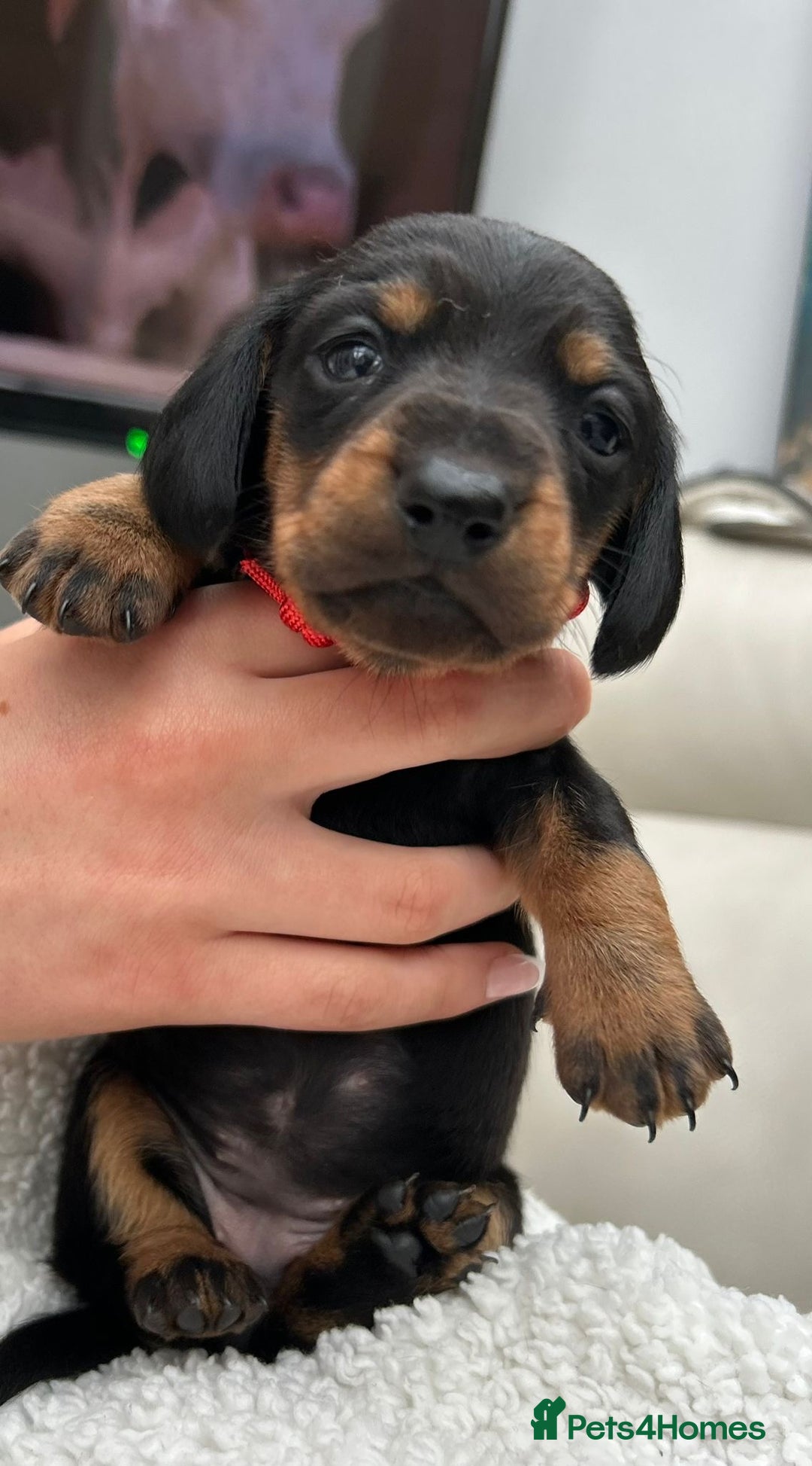Dachshund dogs for sale: Long haired mini Daschund  - Advert 3