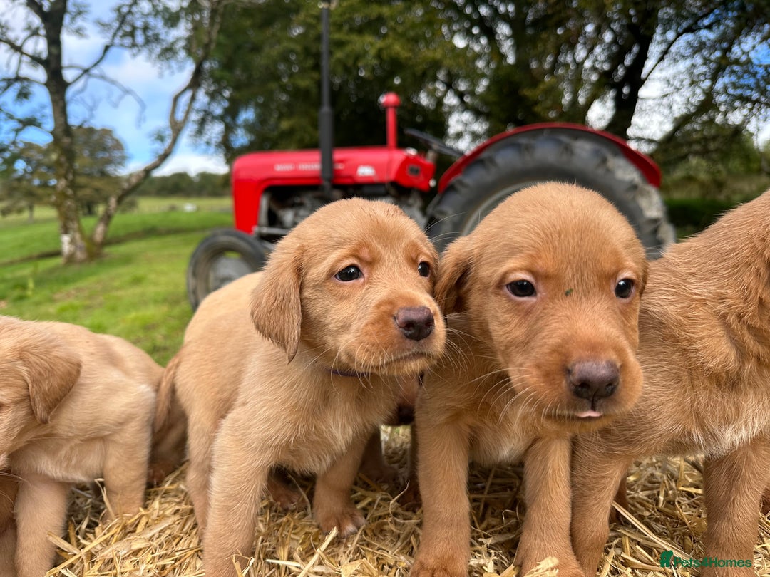 Labrador Retriever dogs for sale: Labrador retriever puppies for sale  - Image 11