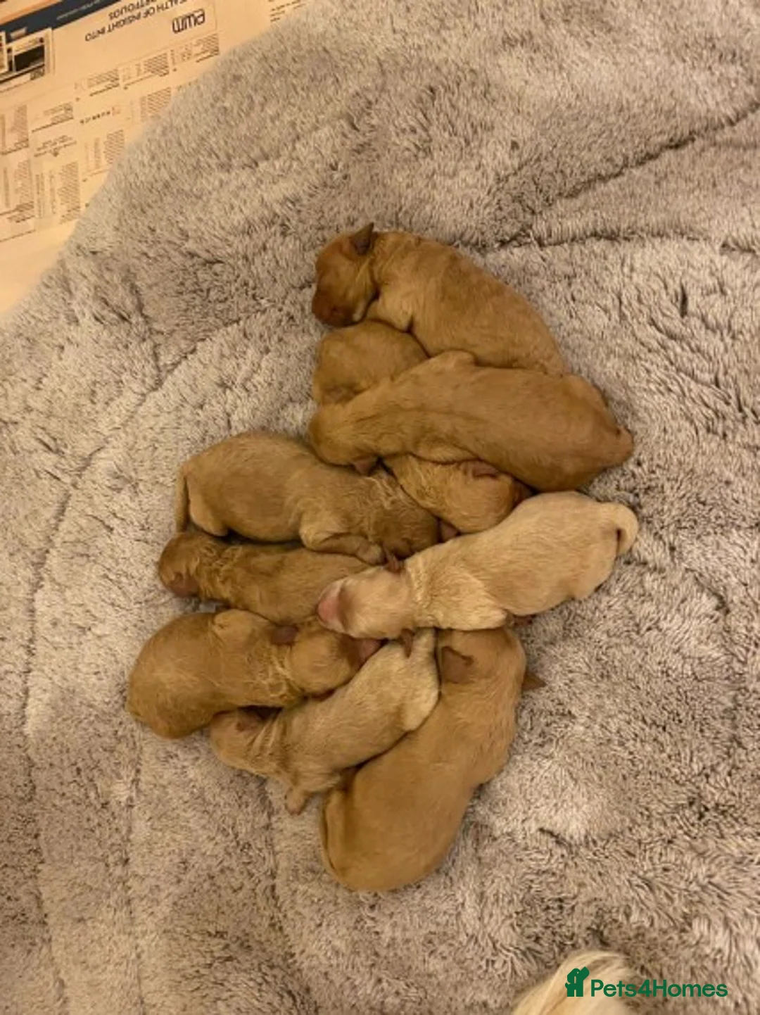 Toy Poodle dogs for stud: EXTENSIVELY HEALTH TESTED KC RED TOY POODLE STUD in Southampton - Advert 5