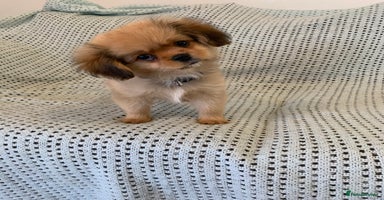 Mixed Breed dogs - Advert 14