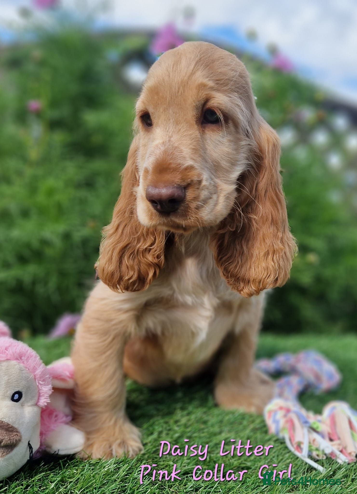 Cocker Spaniel dogs Pedigree Golden Cocker Spaniel pups - Advert 2