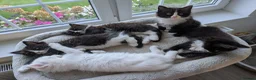 Ragdoll cats for sale: Ragdoll kittens - Advert 3