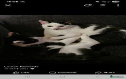 Manx cats for sale: Brothers - Image 3