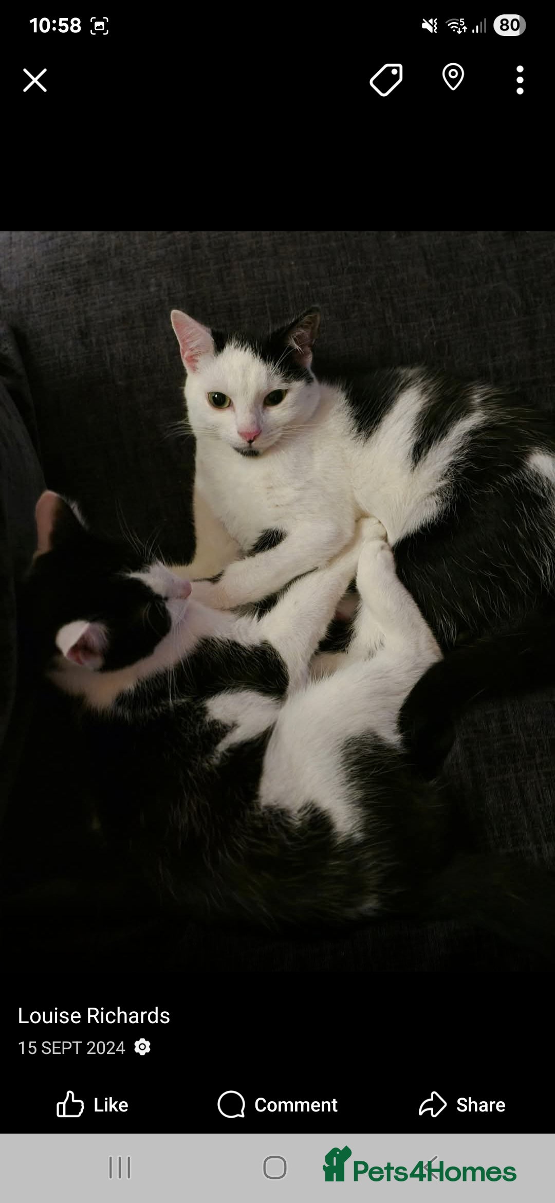 Manx cats for sale: Brothers - Image 3